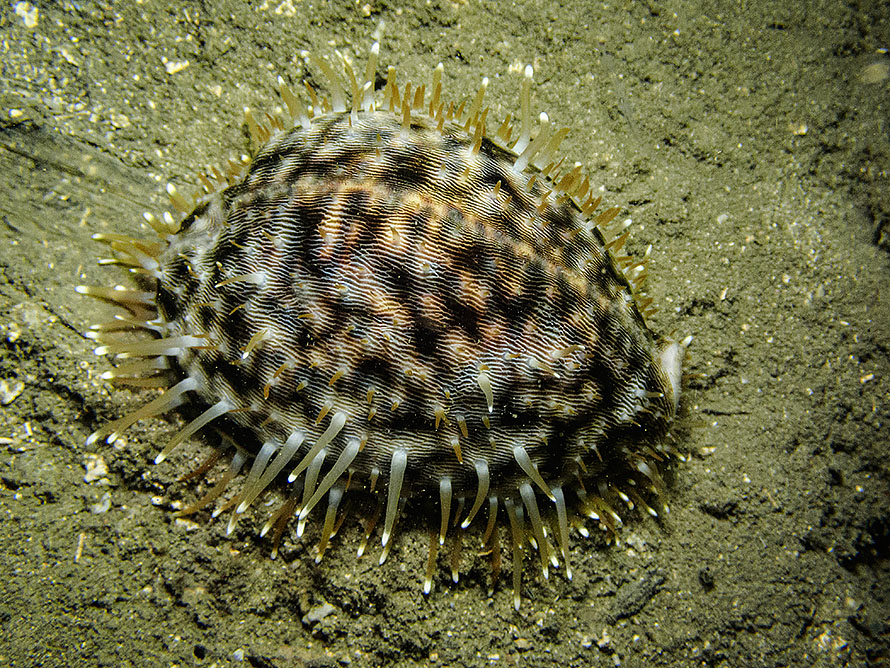 Cypraea tigris
